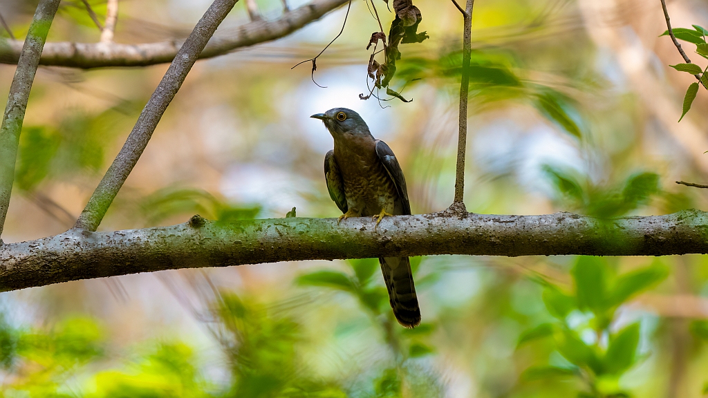 Common Hawk Cuckoo